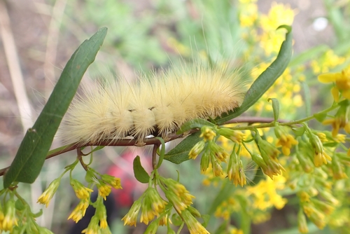 Spilosoma virginica photographed on goldenrod