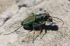 Cicindela limbalis