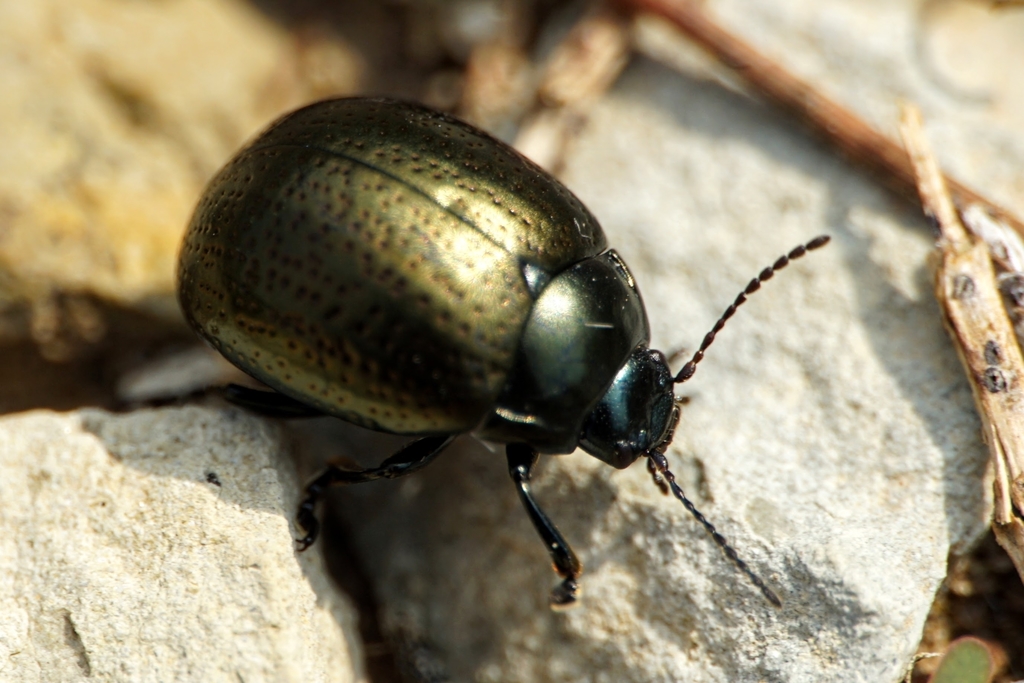 Chrysolina vernalis