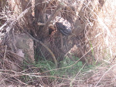 Heloderma suspectum suspectum