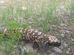 Heloderma suspectum suspectum