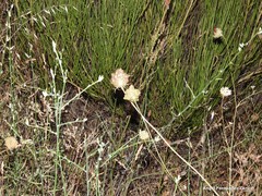 Rumex papillaris