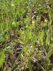 Ranunculus arvensis