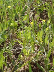 Ranunculus arvensis