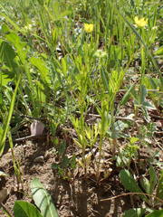 Ranunculus arvensis