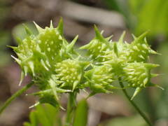 Ranunculus arvensis