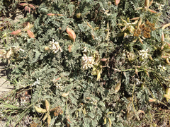 Astragalus nuttallii