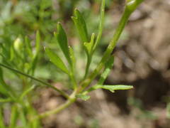 Ranunculus arvensis