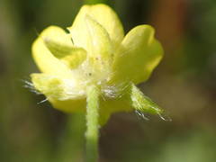 Ranunculus arvensis