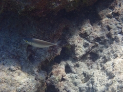 Salema Porgy