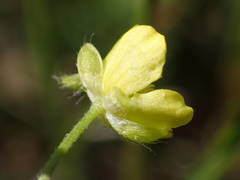 Ranunculus arvensis