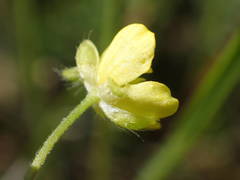 Ranunculus arvensis