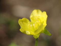 Ranunculus arvensis
