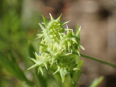 Ranunculus arvensis