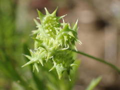 Ranunculus arvensis