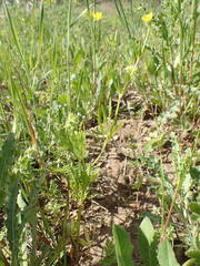 Ranunculus arvensis