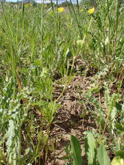 Ranunculus arvensis