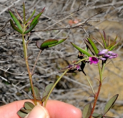 Indigofera sp-f