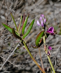 Indigofera sp-f