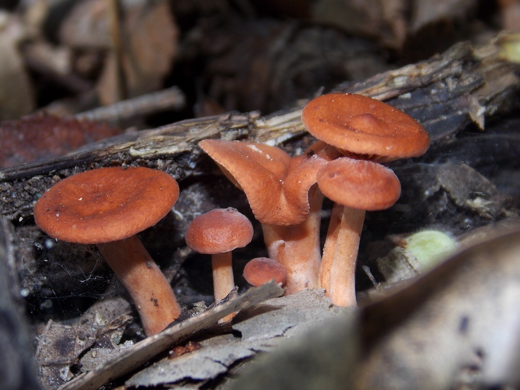 Lactarius xanthydrorheus