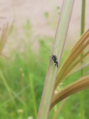 Cerastipsocus trifasciatus