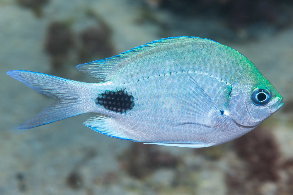False-Eye Damsel