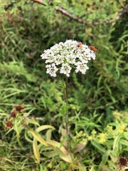 Conioselinum tataricum