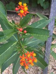 Asclepias curassavica