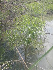 Ranunculus sceleratus sceleratus