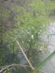 Ranunculus sceleratus sceleratus