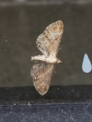 Eupithecia simpliciata