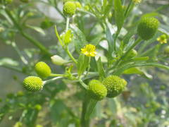 Ranunculus sceleratus sceleratus