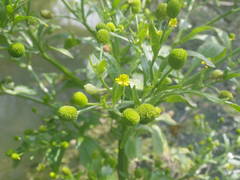Ranunculus sceleratus sceleratus