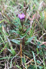 Gentianella uliginosa