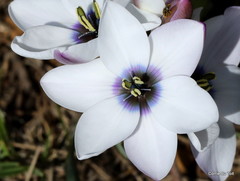 Ixia versicolor