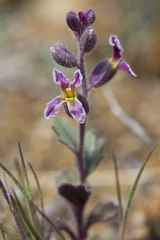 Streptanthus hispidus