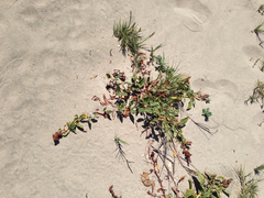 Rumex crassus