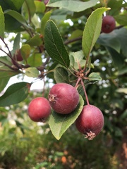 Peraphyllum ramosissimum