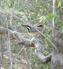 Uratelornis chimaera