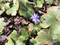 Hepatica transsilvanica