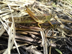 Schistocerca piceifrons