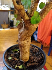 Magnoliopsida