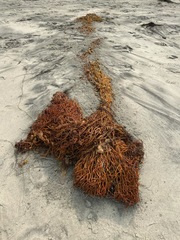 Macrocystis pyrifera