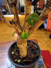 Magnoliopsida