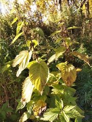 Urtica platyphylla