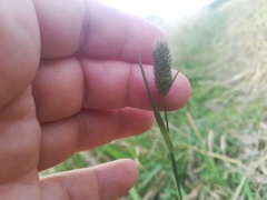 Phleum pratense nodosum