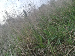 Phleum pratense nodosum