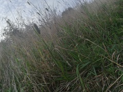 Phleum pratense nodosum