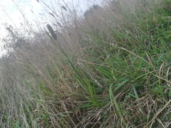 Phleum pratense nodosum