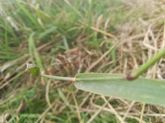 Phleum pratense nodosum